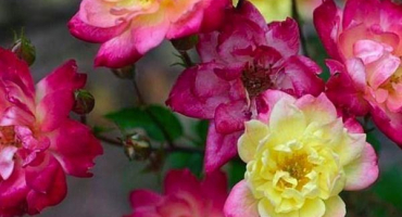 Popis odrůd pokojových růží, jak pěstovat a pečovat doma v květináči